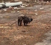 N1912036 found stray dog had been shot by an arrow.It was searching e