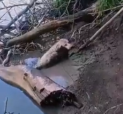 N1912037 found dog stuck under huge log! #rescue #rescuedog #rescuepuppy…