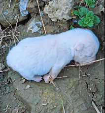 N1912038 found very small white puppy on way, rescued it #rescueanim…