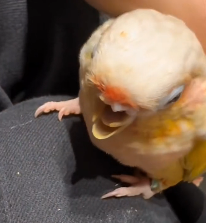 N1912039 man rescue poor parrot #rescueanimals #parrot #parrotsoftikt…