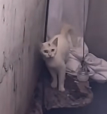 N1912040 A little life asking for help#cat #catsoftiktok #rescuecat #poorcat