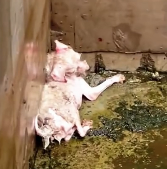 N1912041 kind man saved puppy who fell into water recorded