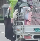 N1912044 Rescue cat jumped out of car #rescue #fyp #animals #cat #kit…