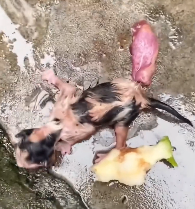 N1912045 Rescue newly born kitten then #rescue  #animals