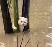 N1912046 Rescue cat trapped in flood then #rescue #fyp #animals #cat…