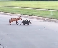 N1912047 Rescue baby opossum was taken away by fox #rescue #fyp #anim…