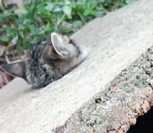N1912049 Rescue cat whose head is stuck in stone slab!#catresvue #straycar
