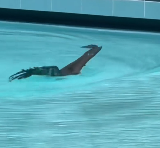 N1912050 Rescue falcon has fallen into pool then #rescue #fyp #anim