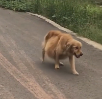 N2012002 Rescued golden retriever swollen belly #rescue #puppy #goldenr…