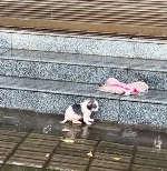 N2012003 Rescue abandoned puppy then #rescue #animals