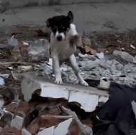 N2012004 saved little puppy whose foot had been chopped off by someone #re…