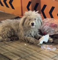 N2012005 eating toilet paper to becoming of my family.#rescue #puppy…