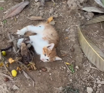 N2012006 She rescued kitten on brink of death,and then #rescue #kitten