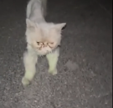 N2012007 rescued an abandoned Garfield cat then  #rescue #kitten