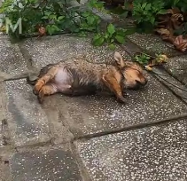 N2012008 poor puppy was wandering streets all night in cold ra…