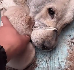 N2012010 rescue gaze of dog mother attracted me, then…#rescue…