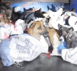 N2012013 These dogs were found like this, they were all rescued are doi…