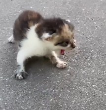 N2012014 found newborn kitten #rescue #animal #fyp #kitten