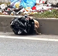 N2012015 true hero #humanity #salvandovidas #resgateanimal #seresdeluz #vi…