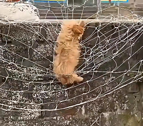 N2012016 there is still faith in humanity #emotional #animal #rescuedog