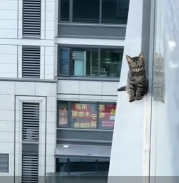 N2012018 found my cat staring out of window whole time. then #re…