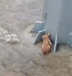 N2012019 Rescue poor kitten then #rescue #animals #fyp #cat #kittycat #k…