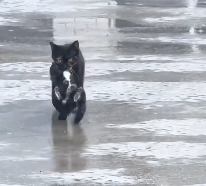 N2012020 saw cat carrying small animal in its mouth then #rescue #an…