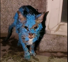 N2012021 Rescue blue kitten #rescue #resuceanimals #kitten #love #us #fyp #a…