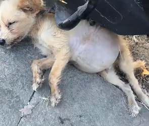 N2012022 saw small dog swollenbelly hiding under car, then….