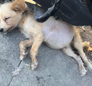 N2012022 saw small dog swollenbelly hiding under car, then….