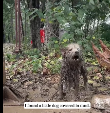 N2012023 found little dog covered in mud then #rescue #animal #fyp #in…