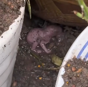 N2012024 saw tiny creature in garden then #rescue #animal #fyp #ga…