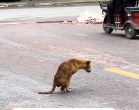 N2012026 rescued dog #adoptdontshop #rescue #heartwarming