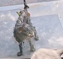 N2012027 saw dirty stray cat appear outside window.Compared c…