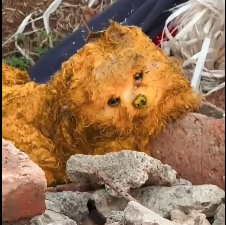 N2012028 Rescue the poor dog.