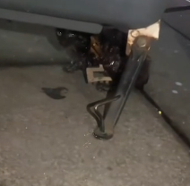 N2012029 found stray cat was covered in glue#cat #catsoftiktok #res…