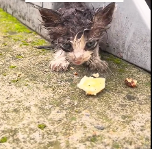N2012030 saw very skinny stray dog scavenging food outside restauran…