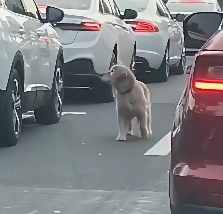 N2012031 golden retriever wasabandoned on road, then…#rescue#anima…