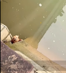 N2112001 Rescuing a Helpless Dog