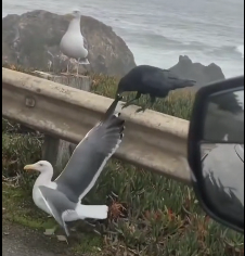 N2112003 Couple Saves Injured Seagull Crow Attack You Won Believe It…