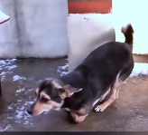 N2112004 Cute Dog Needed Love #dogreaction #cutedog #puppy #doglover #reac…