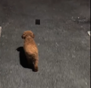 N2112005 found an abandoned stray dog on side of road. It has been