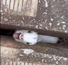 N2112007 found little lamb its head stuck between two stone pillars