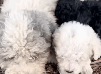 N0212060 Rescue dogs#rescueanimal #rescue #rescuedog part2