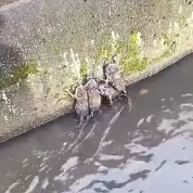 N2112010 Girl rescued adopted baby raccoons stuck in canal #animal