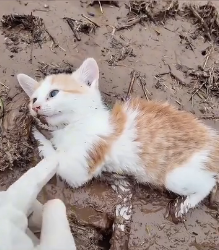 N2112011 Help me kitty was stuck in mud lady rescued it