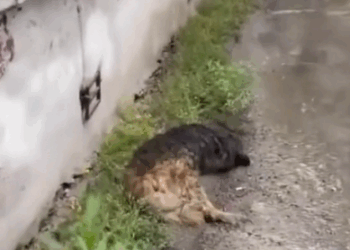 N0212059 He collapsed poison, drenched thousands of maggots in part2