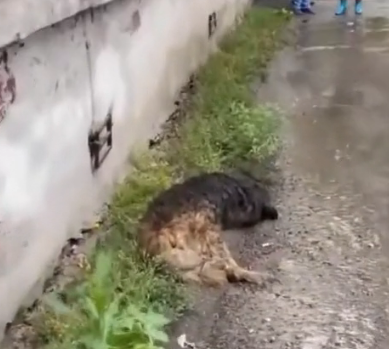 N0212059 He collapsed poison, drenched thousands of maggots in part2