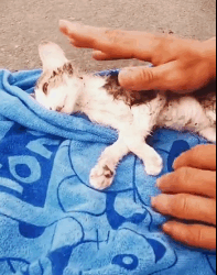 N0212058 Rescue an injured stray cat part2