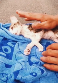 N0212058 Rescue an injured stray cat part2